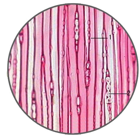 Pine Stem, t.l.s. Prepared Microscope Slide