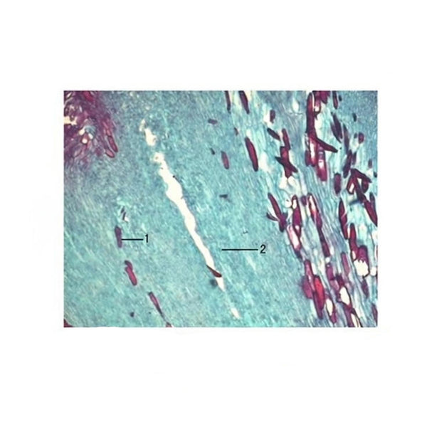 Cotton Stigma, l.s. Prepared Microscope Slide - Dr Wong Anatomy