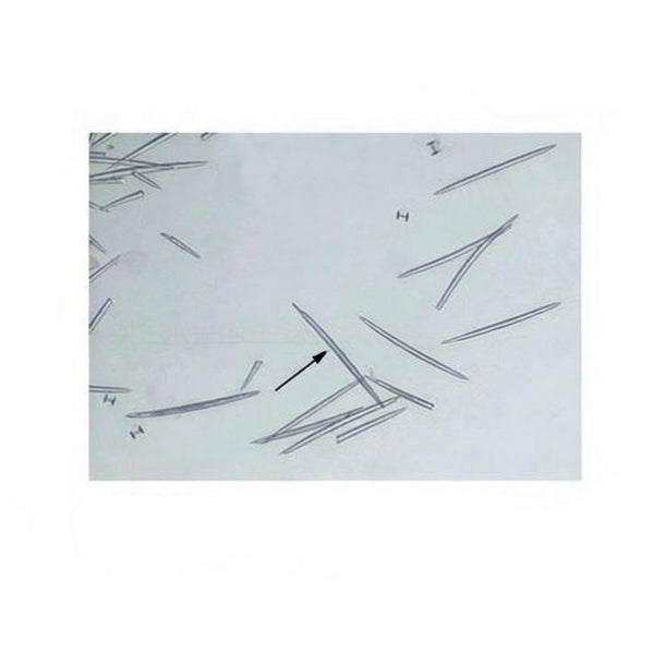 Sponge Spicules, Calcareous, Prepared Microscope Slide
