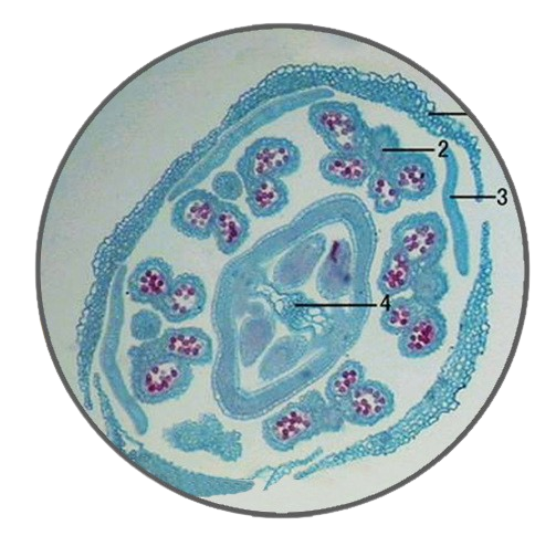 Lily Flower Bud, c.s. Prepared Microscope Slide - Dr Wong Anatomy