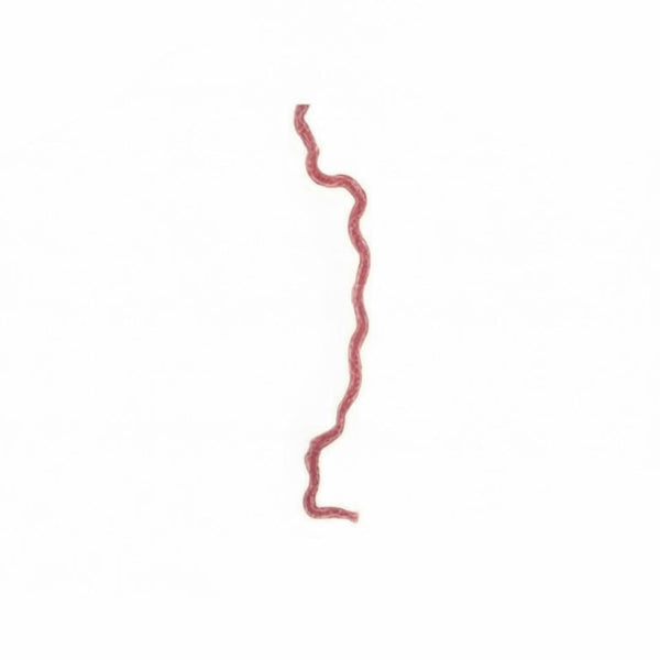 Locust Malpighian Tubules, Prepared Microscope Slide