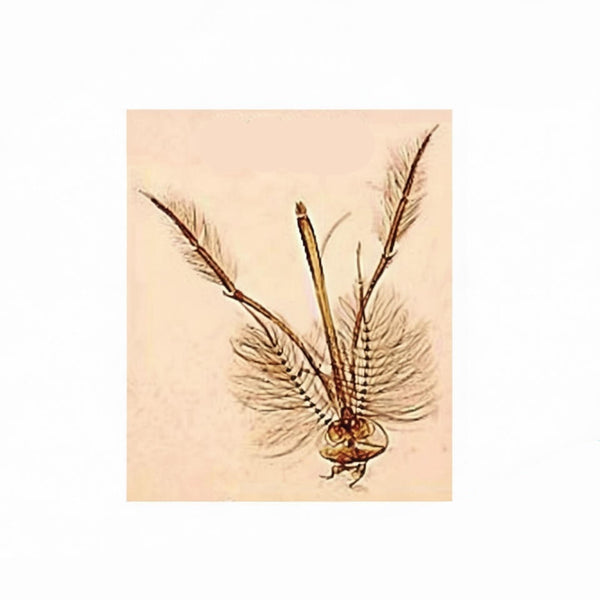 Male House Mosquito Mouthparts, Prepared Microscope Slide