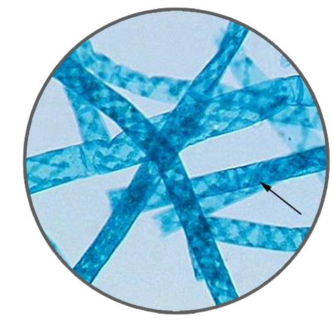 Spirgyra, Prepared Microscope Slide