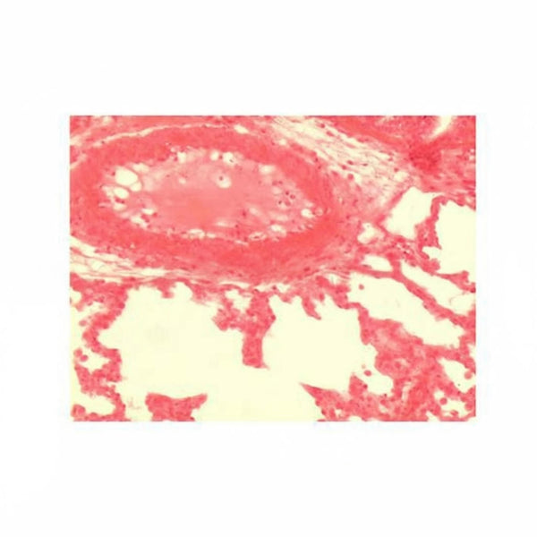 Cat Lung, Microscope Slide - Dr Wong Anatomy