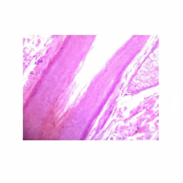 Human Skin with Hair Follicles, Microscope Slide - Dr Wong Anatomy