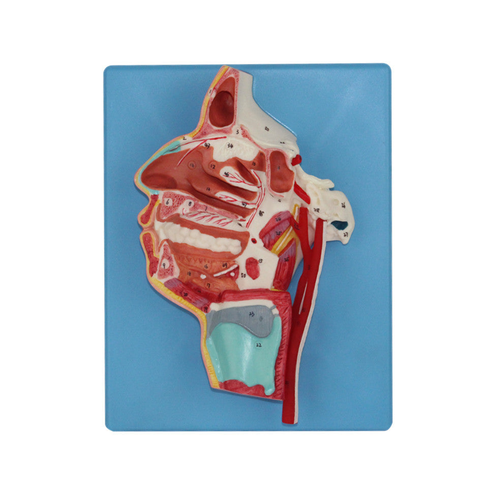 Model of the Head, Life-Size – Dr Wong Anatomy
