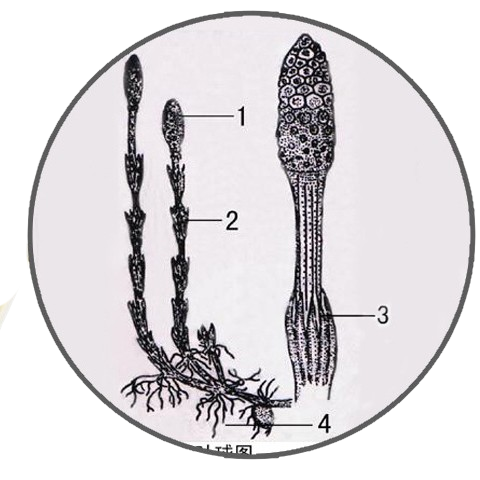Selaginella Strobilus, l.s. Prepared Microscope Slide