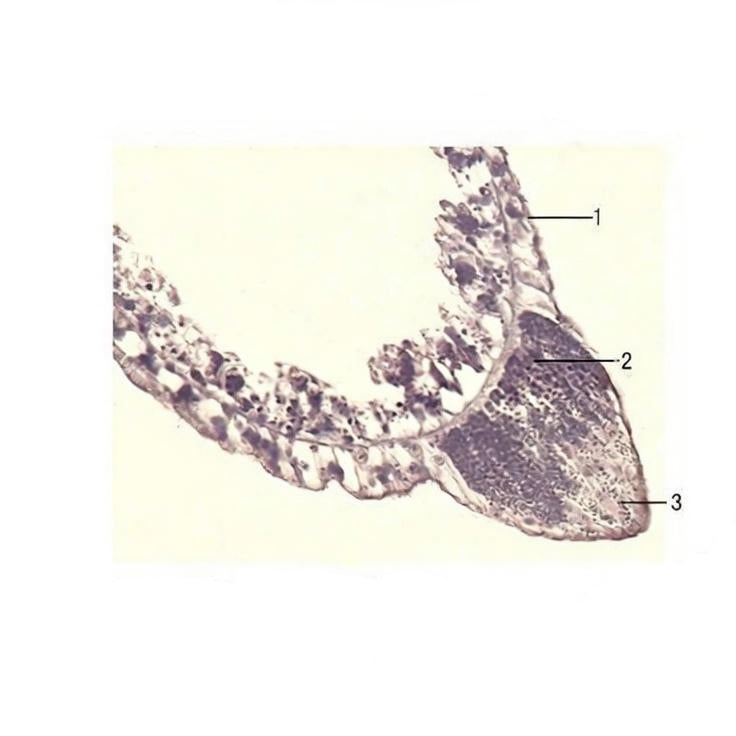 Hydra Testis, Prepared Microscope Slide