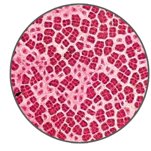 Porphyra Spermatangia, Prepared Microscope Slide