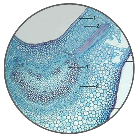 Tea Leaf, c.s. Prepared Microscope Slide