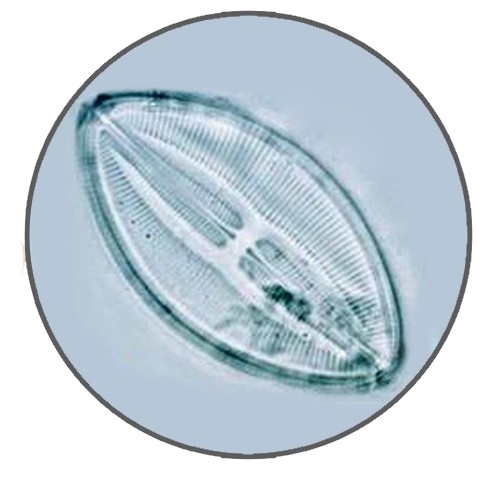 Navicula Diatom, Prepared Microscope Slide