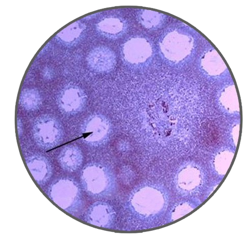 Ganoderma (Lingzhi) Fruiting Body, Prepared Microscope Slide