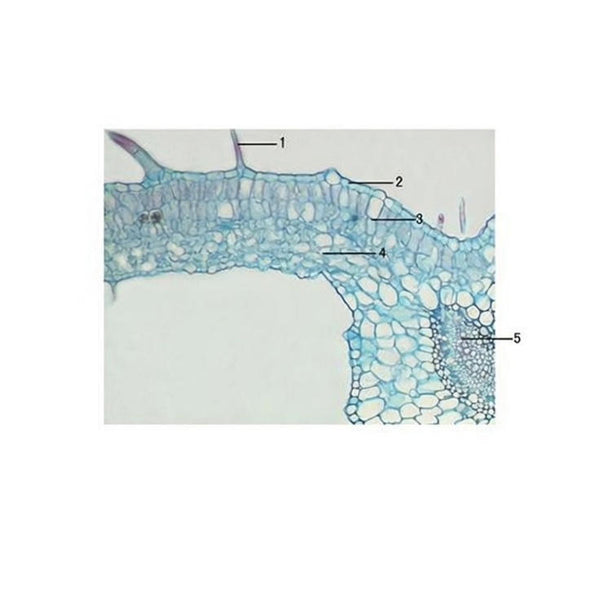 Pelargonium Leaf, c.s. Prepared Microscope Slide