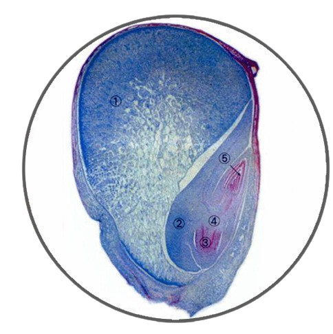 Corn Seed, l.s. Prepared Microscope Slide