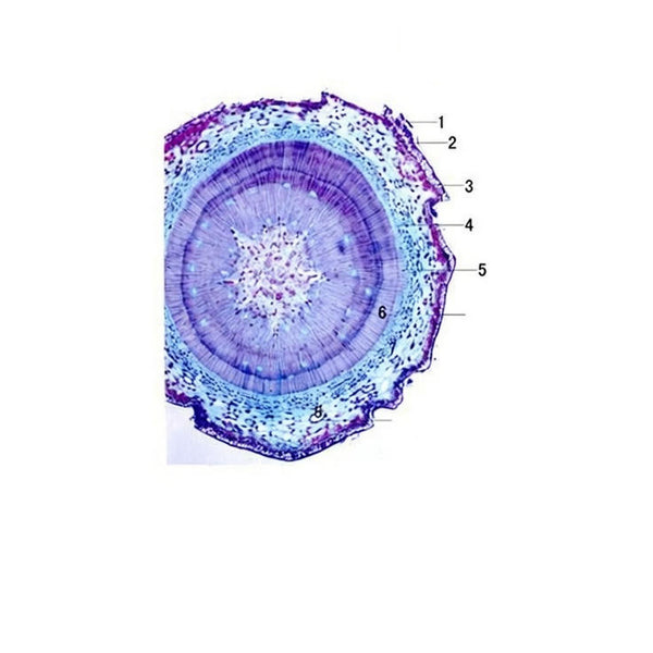 Pine Three-Year-Old Stem, c.s. Prepared Microscope Slide
