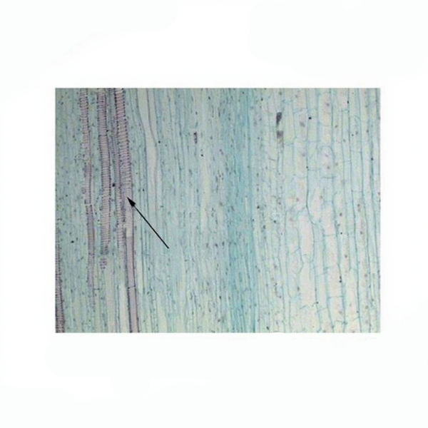 Tobacco Stem, l.s. Prepared Microscope Slide
