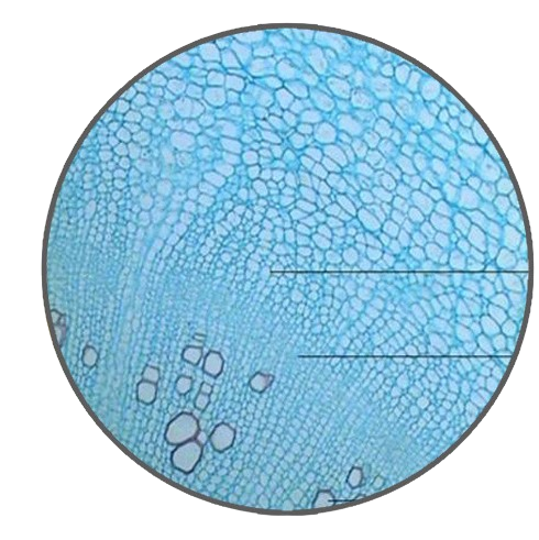Radish Root, c.s. Prepared Microscope Slide - Dr Wong Anatomy