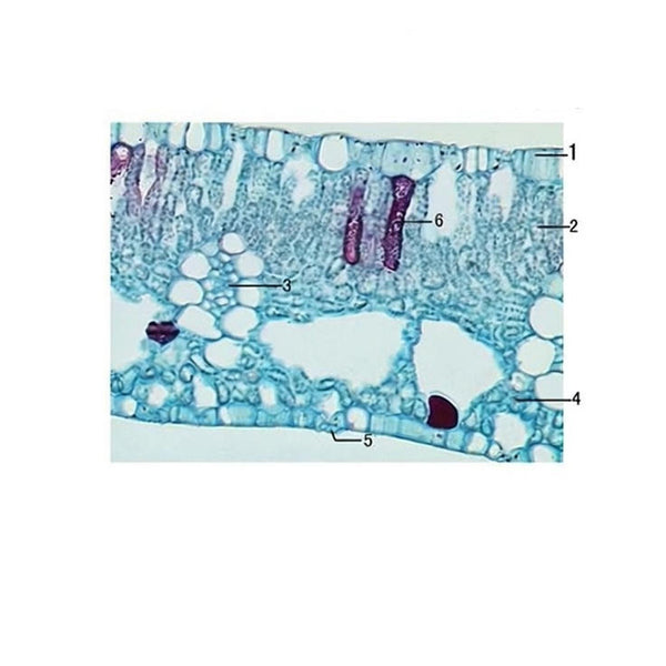 Water Hyacinth Leaf, Prepared Microscope Slide