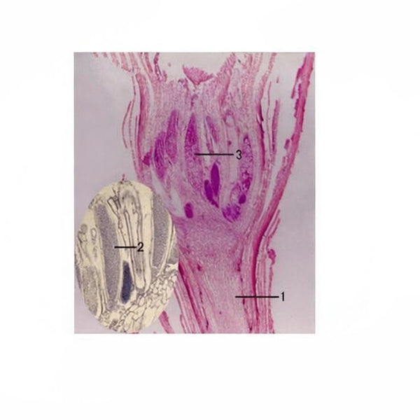 Funaria Antheridium, l.s. Prepared Microscope Slide