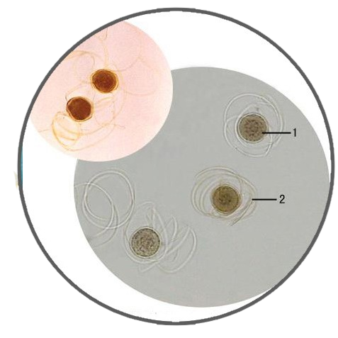 Horsetail Spore, Prepared Microscope Slide