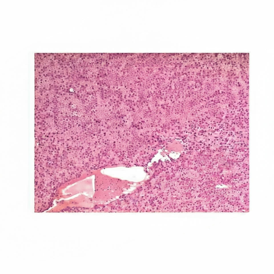 Fish Hepato-Pancreas, Microscope Slide - Dr Wong Anatomy