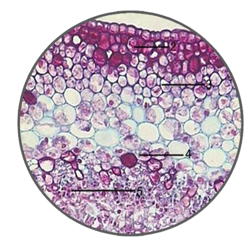 Young Cotton Stem, c.s. Prepared Microscope Slide