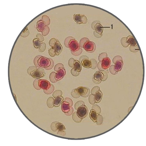 Pine Pollen, Prepared Microscope Slide - Dr Wong Anatomy