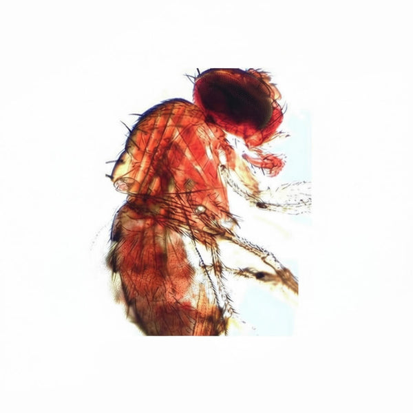 Fruit Fly, Microscope Slide - Dr Wong Anatomy