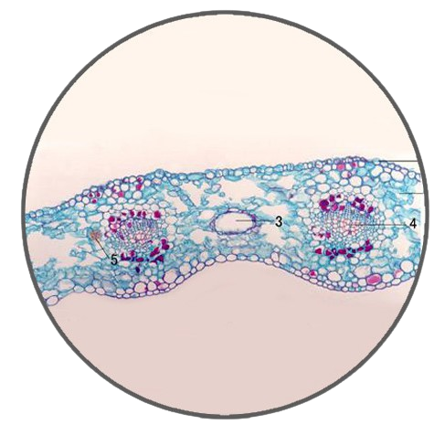 Ginkgo Leaf, c.s. Prepared Microscope Slide