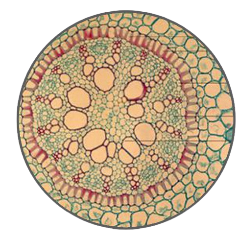 Iris Root, c.s. Prepared Microscope Slide - Dr Wong Anatomy