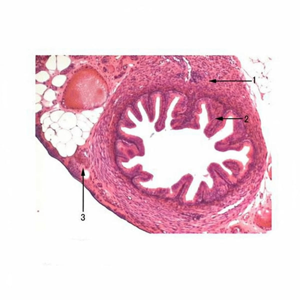 Rabbit Oviduct, c.s. Microscope Slide - Dr Wong Anatomy