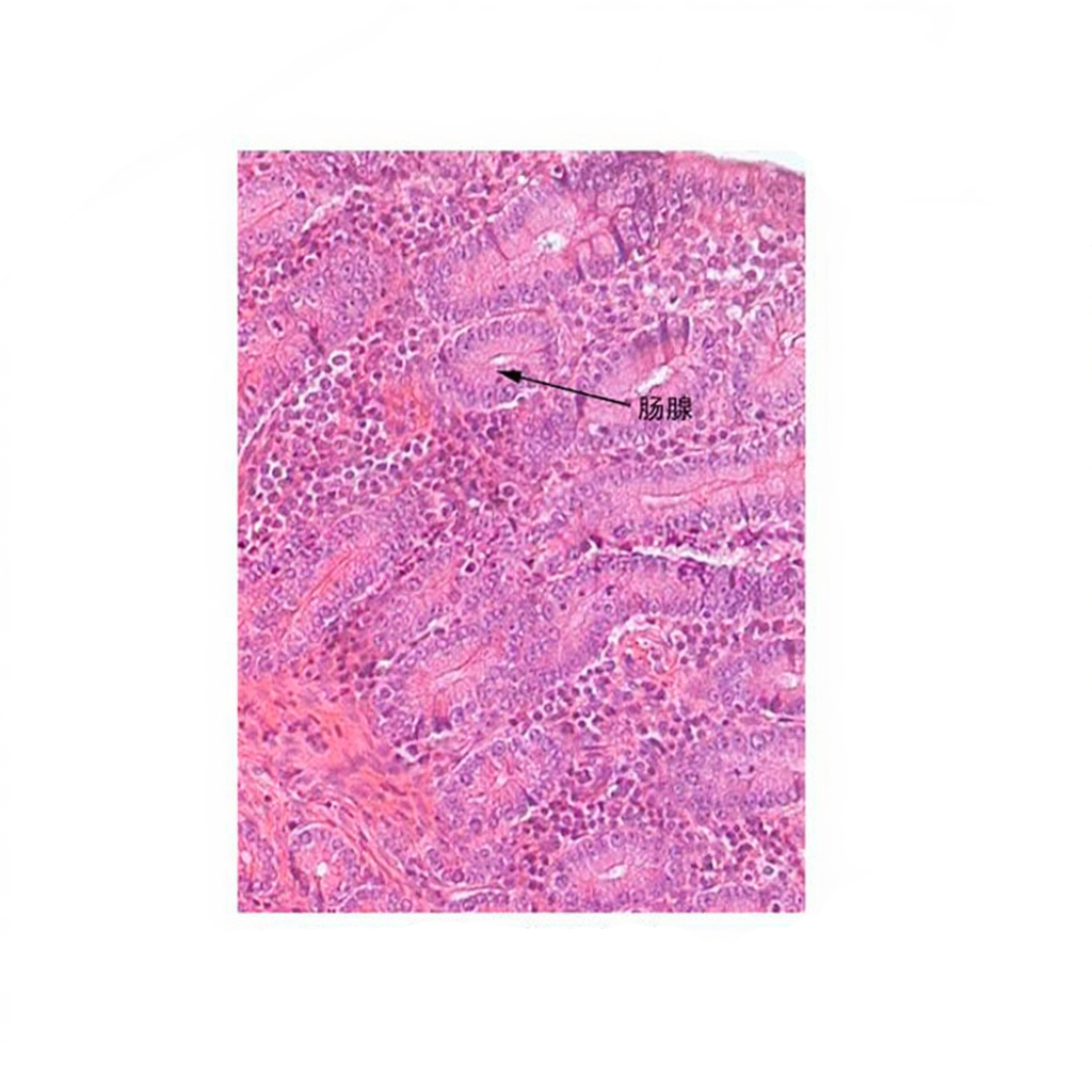 Pig Duodenum, Microscope Slide - Dr Wong Anatomy
