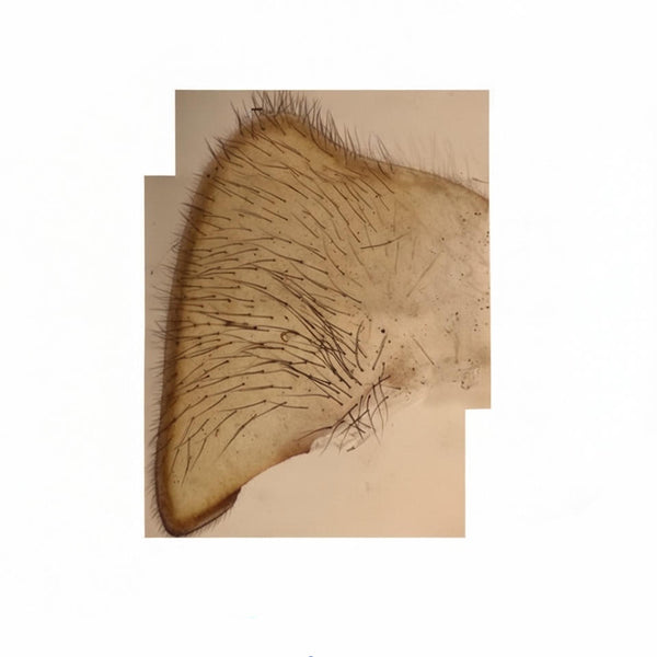 House Fly Haltere, Microscope Slide - Dr Wong Anatomy