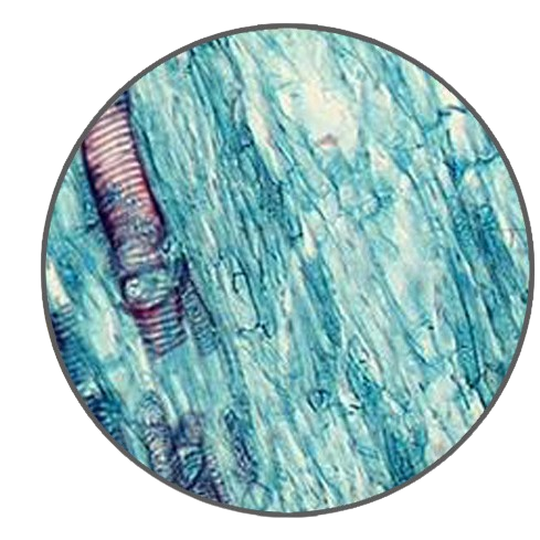 Dandelion Root, l.s. Prepared Microscope Slide - Dr Wong Anatomy