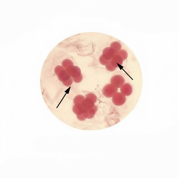 Amphioxus Egg, 8-Cell Stage, Prepared Microscope Slide