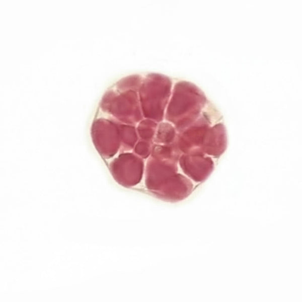 Sea Urchin Egg, 8-Cell Stage, Prepared Microscope Slide