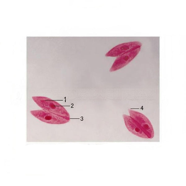 Paramecium Conjugation, Prepared Microscope Slide