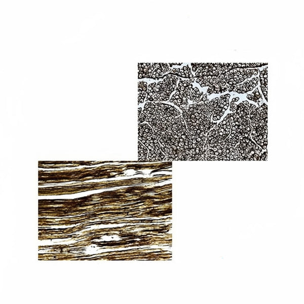 Silver-Impregnated Nerve Trunk, c.s. & l.s. Microscope Slide - Dr Wong Anatomy