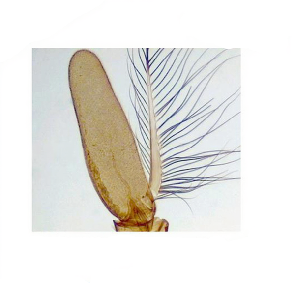 House Fly Aristate Antenna, Microscope Slide - Dr Wong Anatomy