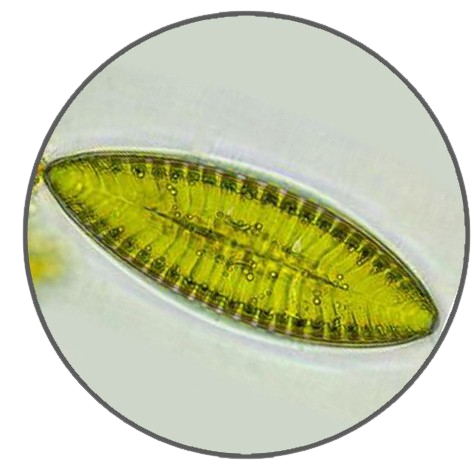 Navicula Diatom, Prepared Microscope Slide