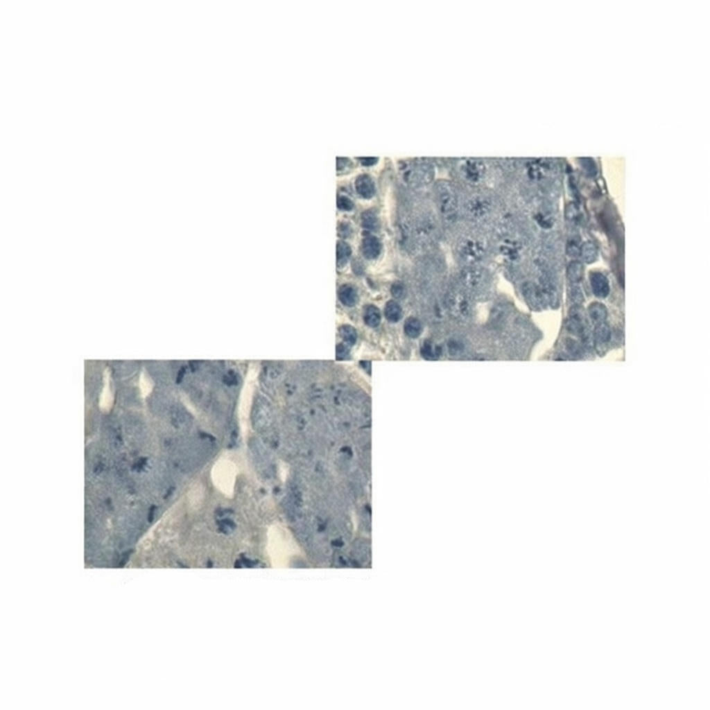 Locust Testis Meiosis, Prepared Microscope Slide – Dr Wong Anatomy