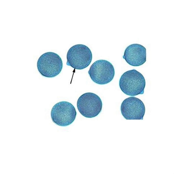 Loofah Pollen, Prepared Microscope Slide - Dr Wong Anatomy