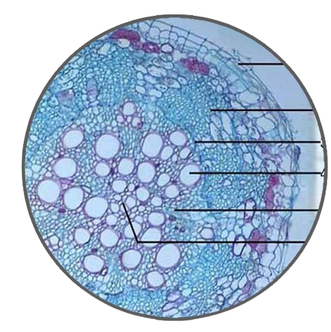 Mature Cotton Root, c.s. Prepared Microscope Slide - Dr Wong Anatomy
