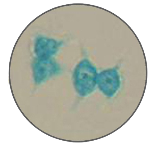 Desmid, Prepared Microscope Slide