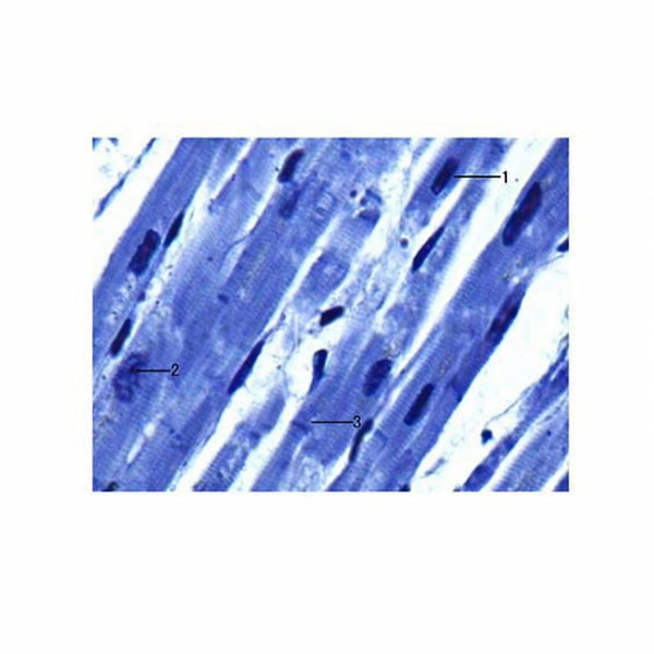 Cardiac Muscle, l.s. Microscope Slide - Dr Wong Anatomy