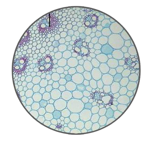 Corn Stem, c.s. Prepared Microscope Slide