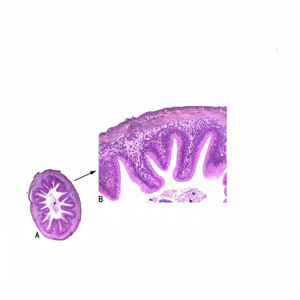 Fish Intestine, Microscope Slide - Dr Wong Anatomy