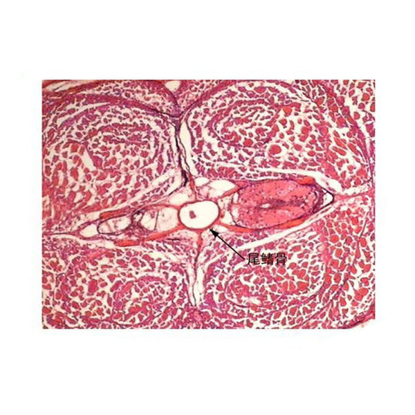 Freshwater Fish Tail, c.s. Microscope Slide - Dr Wong Anatomy