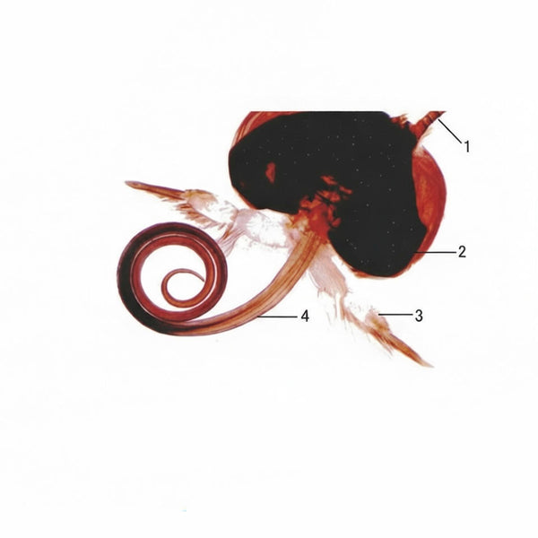 Butterfly Mouthparts, Prepared Microscope Slide