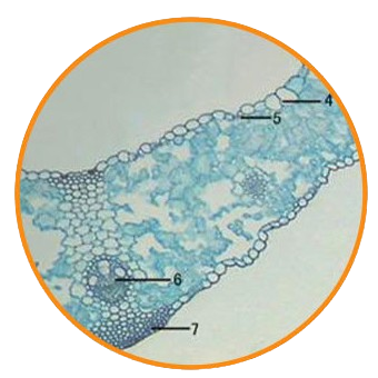 Wheat Leaf, c.s. Prepared Microscope Slide